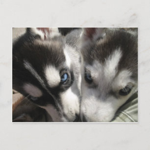 Sibirische Husky-Welpe-Tasse Postkarte