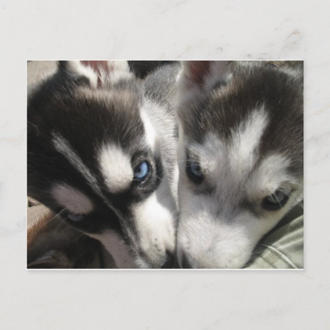 Sibirische Husky-Welpe-Tasse Postkarte (Vorderseite)