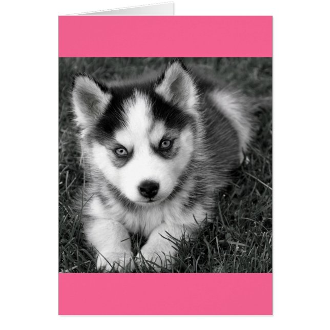 Sibirische Husky Welpen-Blank-Grußkarte (Vorne)