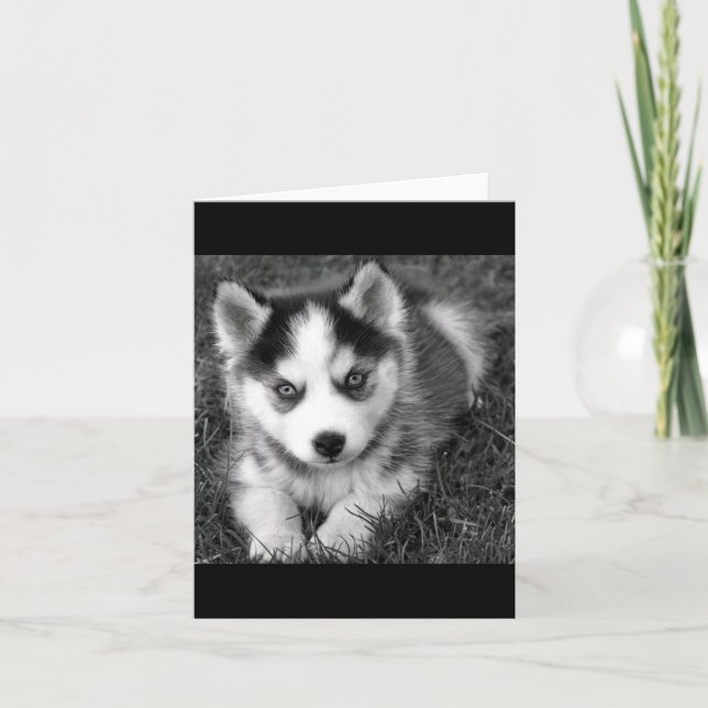 Sibirische Husky Welpen-Blank-Grußkarte Karte (Vorderseite)