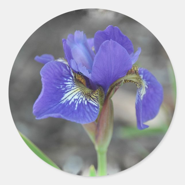 Sibirische Iris 1-50409 Runder Aufkleber (Vorderseite)
