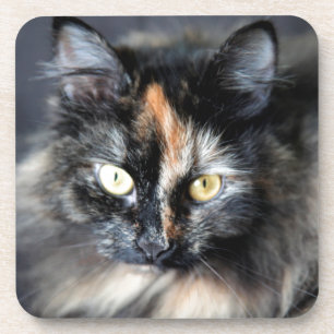 Sibirische Katze Getränkeuntersetzer