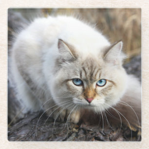 sibirische Katze in einem Herbstwald Glasuntersetzer
