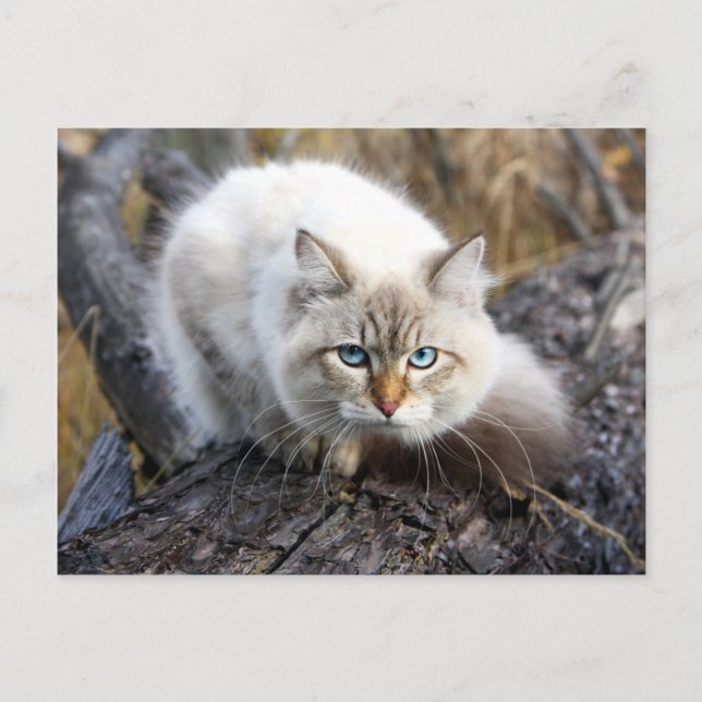 sibirische Katze in einem Herbstwald Postkarte (Vorderseite)