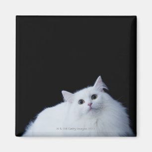 Sibirische Katze Magnet