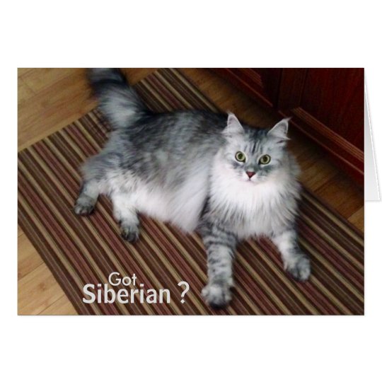 Sibirische Katzen-Raum-Anmerkungs-Karte Karte