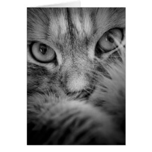 Sibirische Katzenaugen-leere Karte