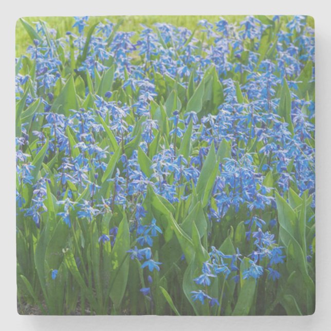 Sibirische Squill Steinuntersetzer (Vorderseite)