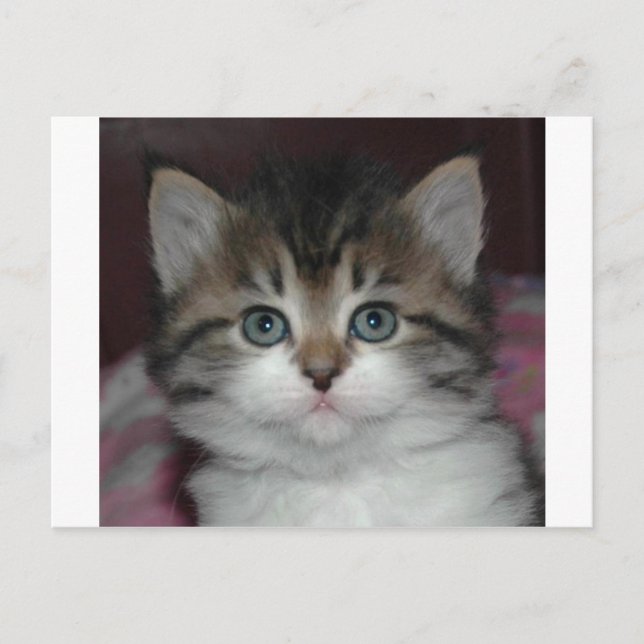 Sibirische Tabby/White Kitten Postkarte (Vorderseite)