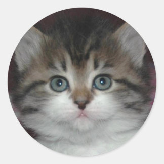 Sibirische Tabby/White Kitten Runder Aufkleber