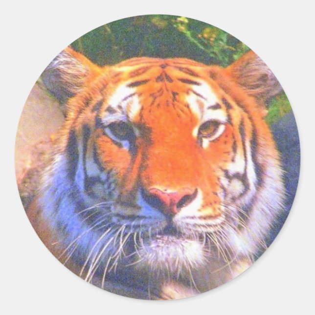 Sibirische Tiger-Sticker Runder Aufkleber (Vorderseite)