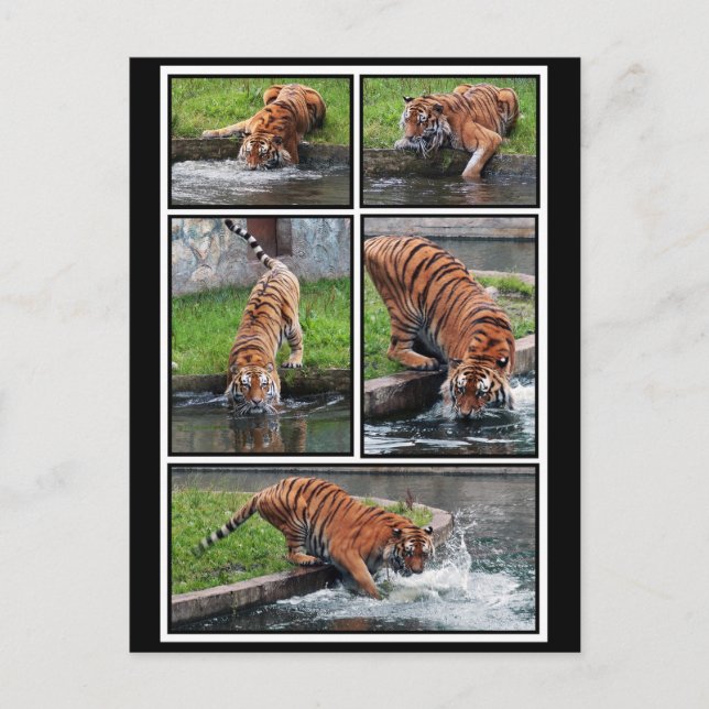 Sibirische Tigerpostkarte Postkarte (Vorderseite)