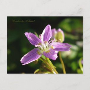 Sibirischer Frühling Schönheit, Insel Unalaska Postkarte