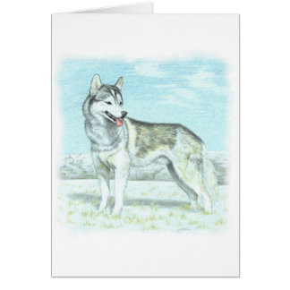 Sibirischer Husky