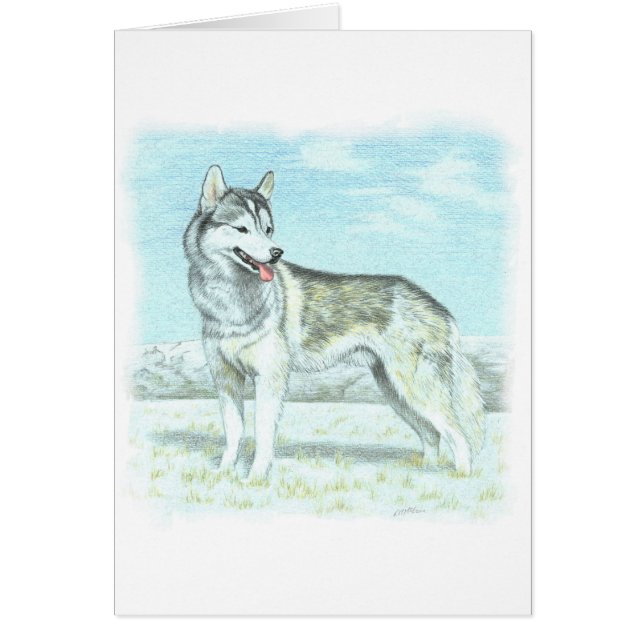 Sibirischer Husky (Vorne)
