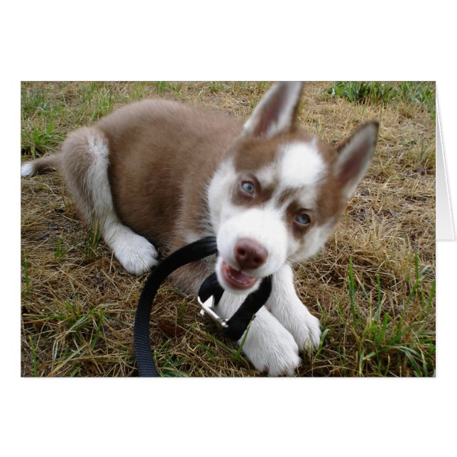 Sibirischer Husky (1) (Vorderseite (Horizontal))