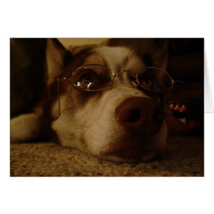 Sibirischer Husky (5)