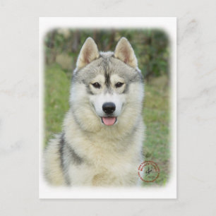 Sibirischer Husky 9L69D-14 Postkarte