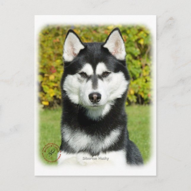 Sibirischer Husky 9P046D-49 Postkarte (Vorderseite)