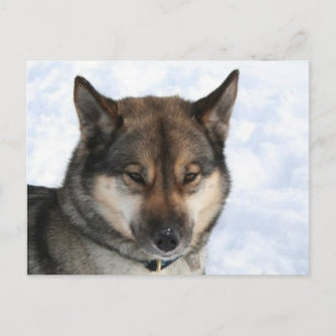 Sibirischer_Husky_agouti Postkarte