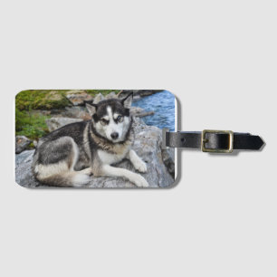 sibirischer Husky am Fluss Gepäckanhänger