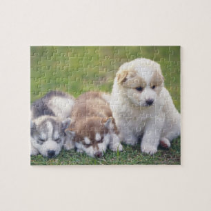 Sibirischer Husky; Eine Funktionshundezucht das-