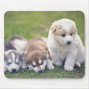 Sibirischer Husky; Eine Funktionshundezucht das- Mousepad