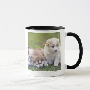 Sibirischer Husky; Eine Funktionshundezucht das- Tasse