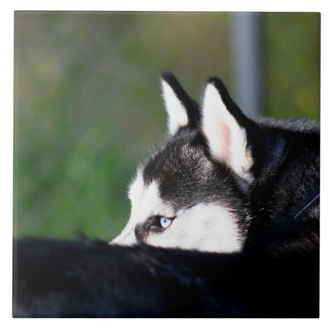 Sibirischer Husky Fliese (Vorderseite)