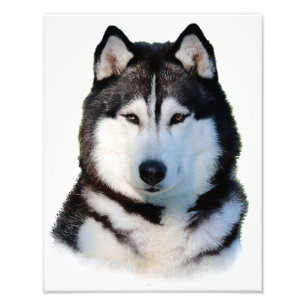 Sibirischer Husky Fotodruck