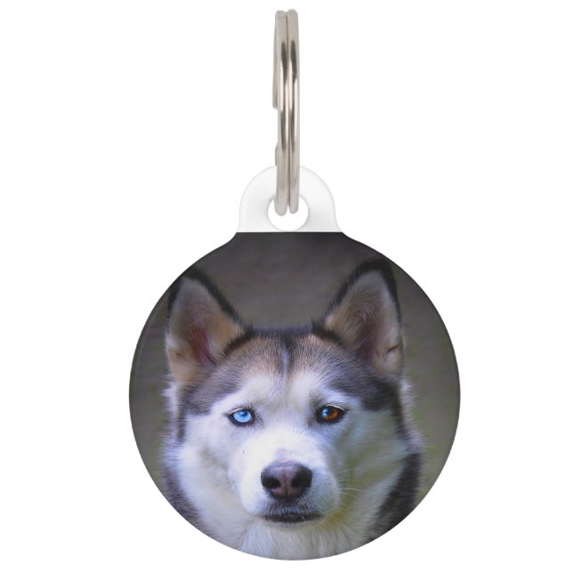 Sibirischer Husky-Hund. Haustiermarke (Vorderseite)