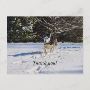 Sibirischer Husky im Schnee Danke, Postkarte