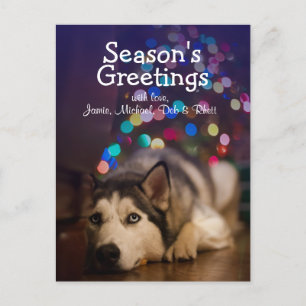 Sibirischer Husky legt auf seinem Lieblingsspielze Postkarte