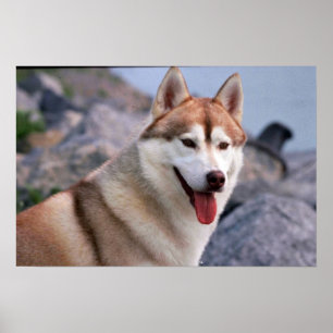 Sibirischer Husky Poster