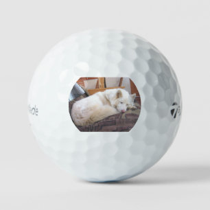 Sibirischer Husky weiß schlafend Golfball