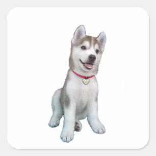 Sibirischer Husky-Welpe Quadratischer Aufkleber