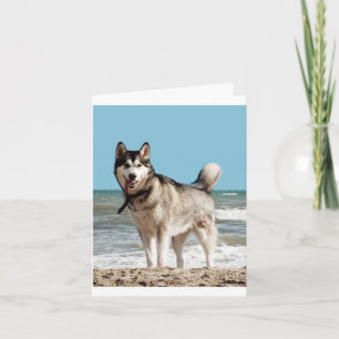 Sibirischer Husky-Welpen-Hund Blanko-Grußkarte Karte