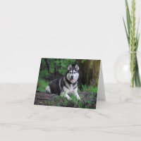 Sibirischer Husky Welpen Hund - Hallo, Liebe, viel