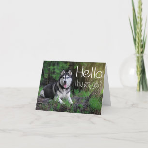 Sibirischer Husky-Welpenhund Hallo, Ich denke an D Karte