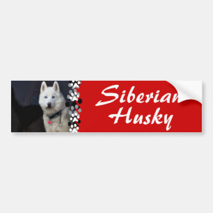 Sibirischer Schlittenhund-Foto Autoaufkleber