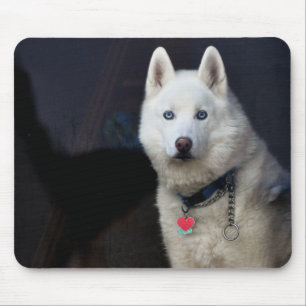 Sibirischer Schlittenhund-Foto Mousepad