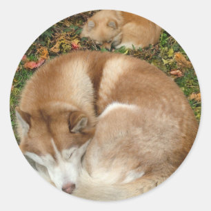 Sibirischer Schlittenhund-u. Deutscher Klein Runder Aufkleber