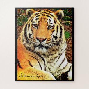 Sibirischer Tiger