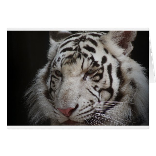 Sibirischer Tiger (Vorderseite (Horizontal))