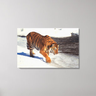 Sibirischer Tiger 2 Leinwanddruck