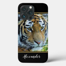Sibirischer Tiger, Amur Tiger