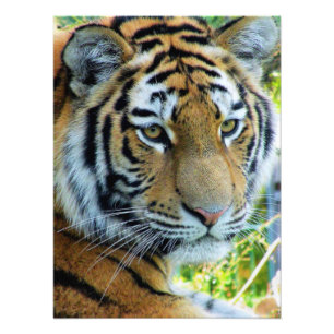 Sibirischer Tiger, Amur-Tiger Fotopapier Fotodruck