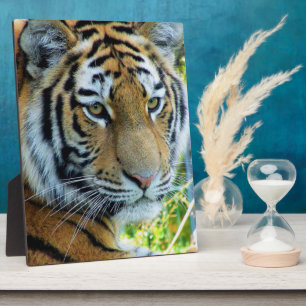 Sibirischer Tiger, Amur-Tiger Fotoplakette Fotoplatte