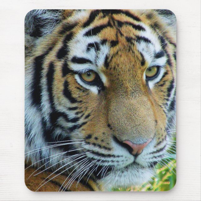 Sibirischer Tiger, Amur Tiger Mousepad (Vorne)