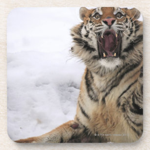 Sibirischer Tiger (der Pantheratigris altaica) Getränkeuntersetzer